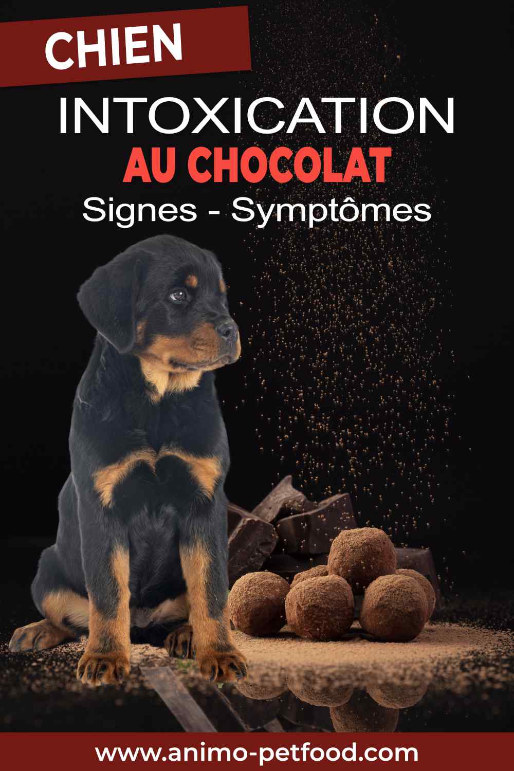 intoxication-au-chocolat-chez-le-chien